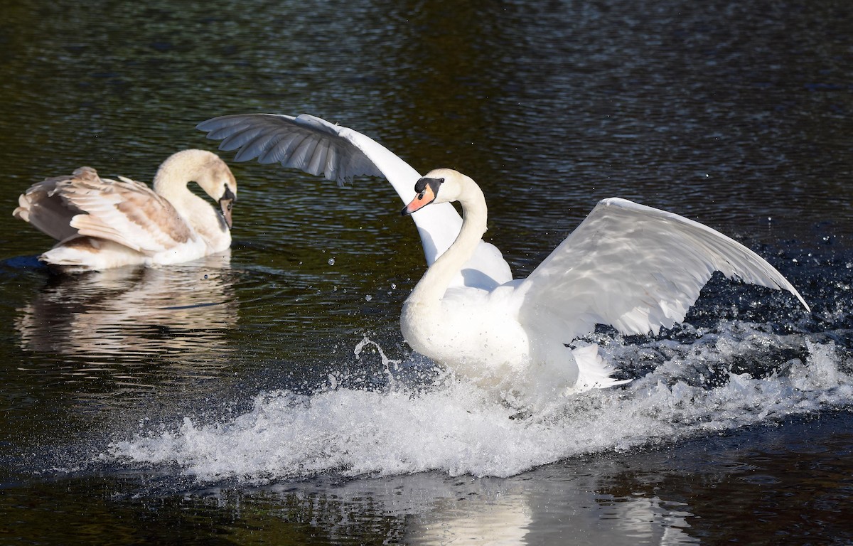 Mute Swan - A Emmerson