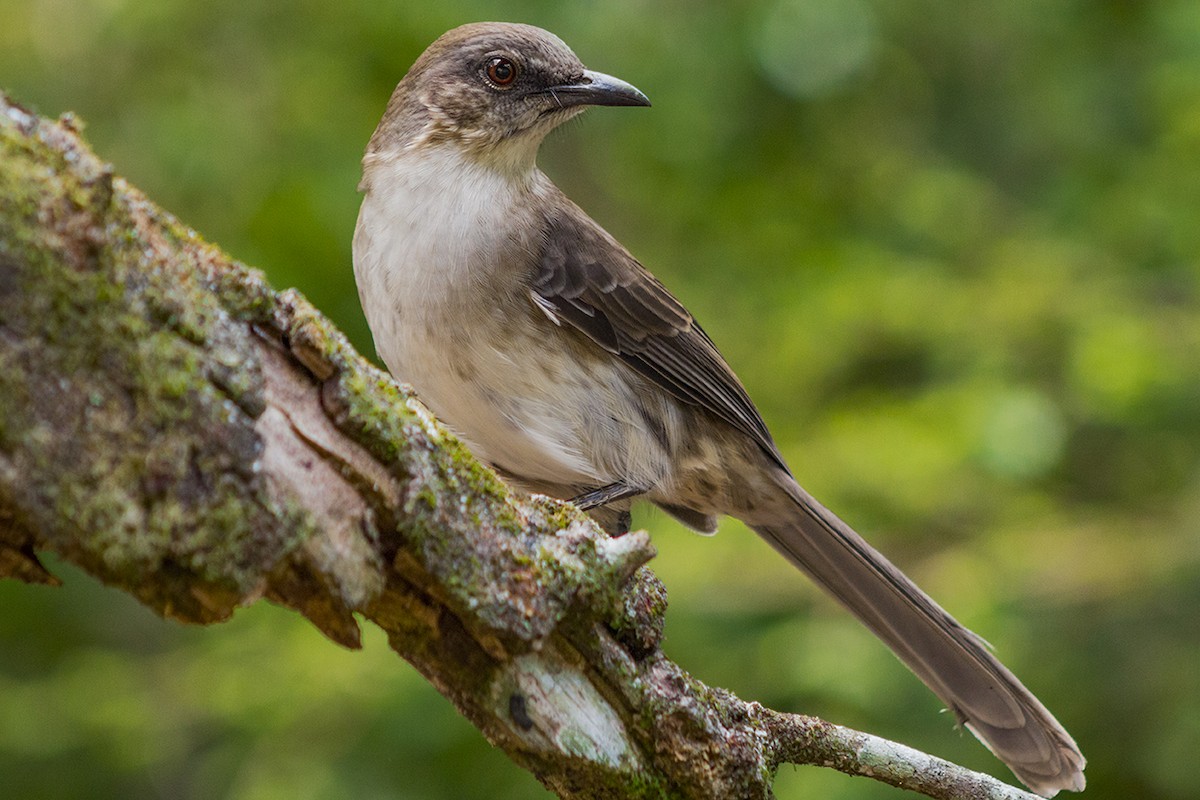 Socorro Mockingbird - CIANALA VERACRUZ