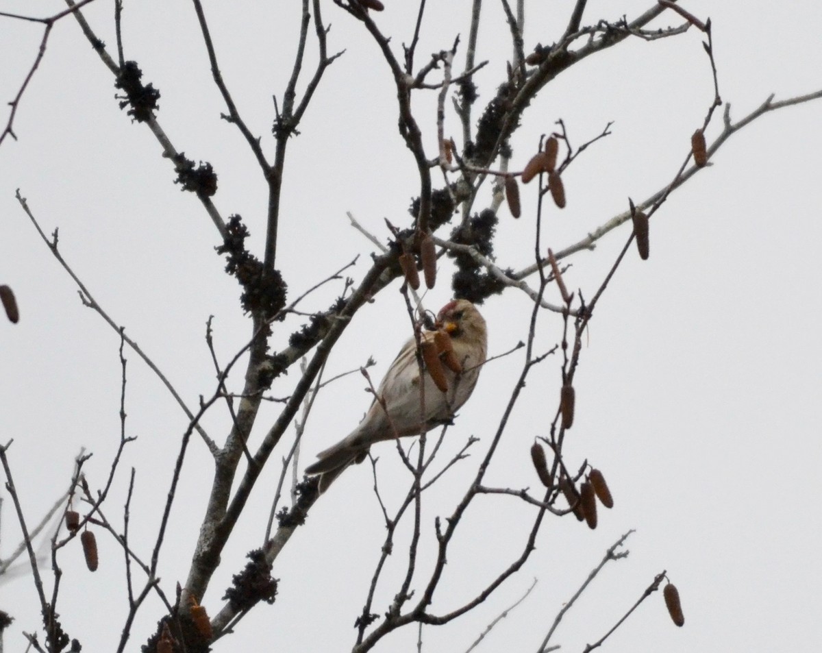 Common Redpoll - ML282263641