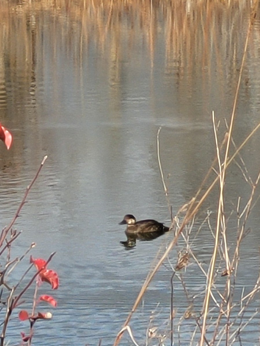 Black Scoter - ML282265371