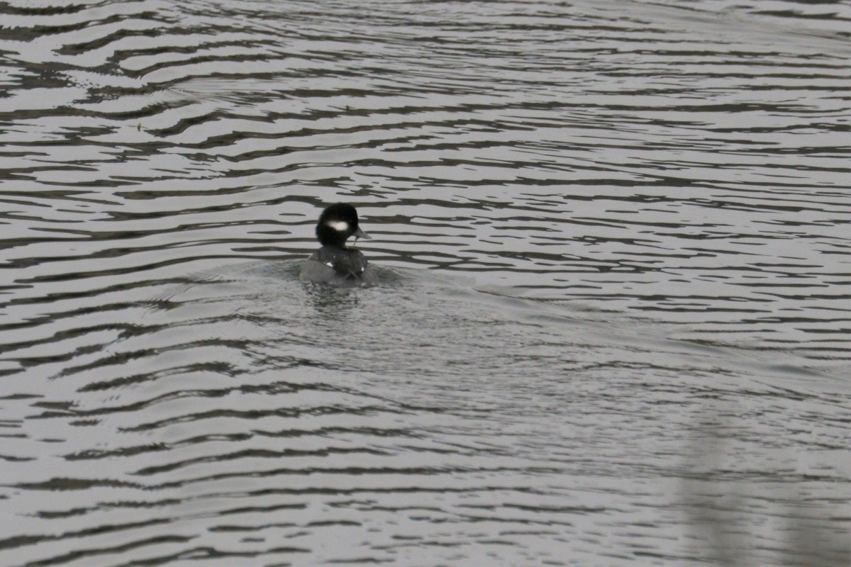 Bufflehead - ML282265511