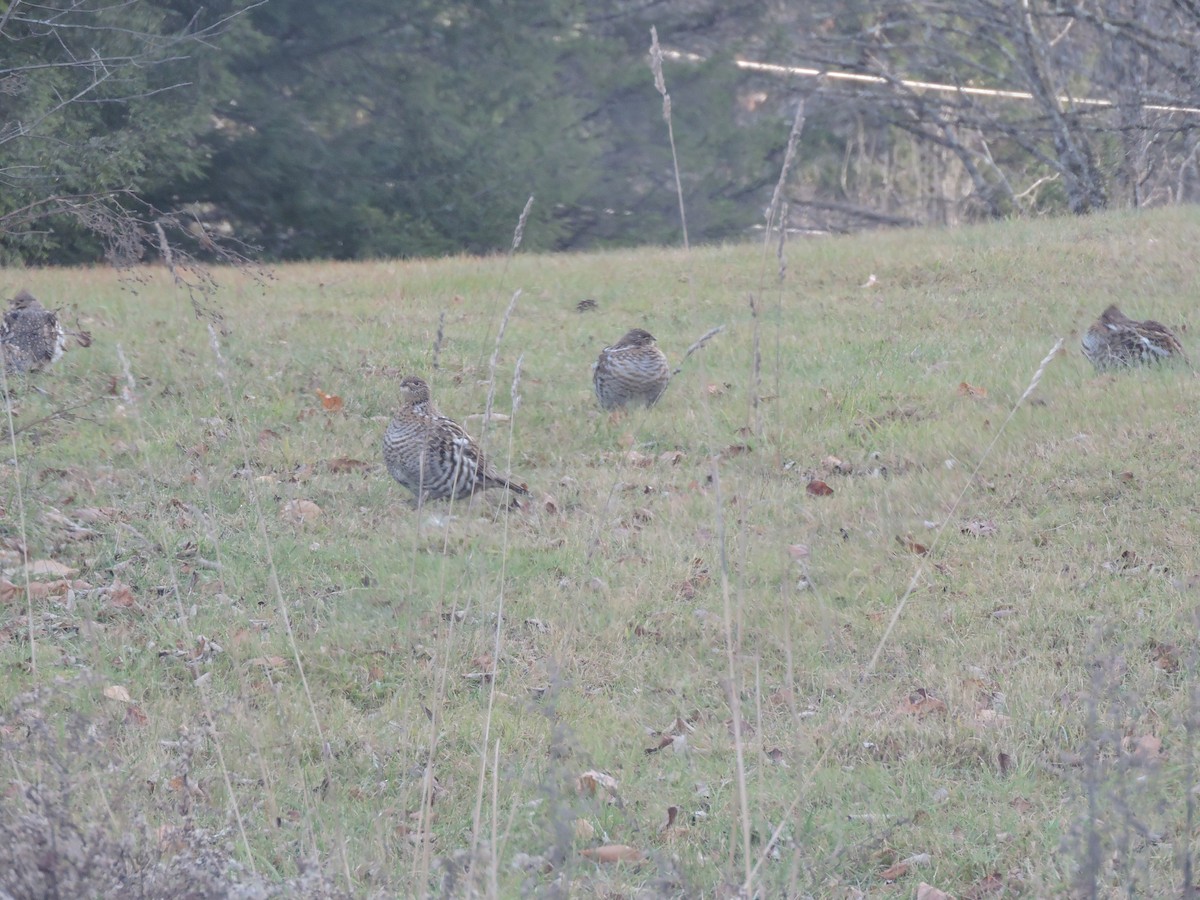 Ruffed Grouse - ML282268481