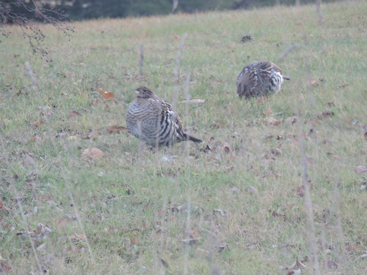 Ruffed Grouse - Ed Hack