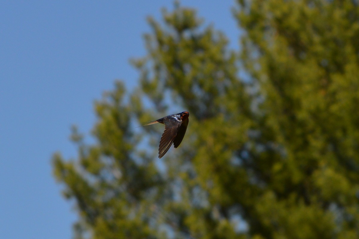 Barn Swallow - ML28226871