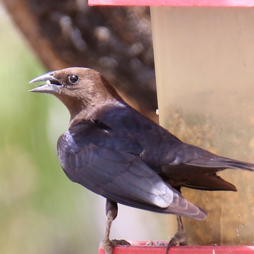 Brown-headed Cowbird - ML282269951