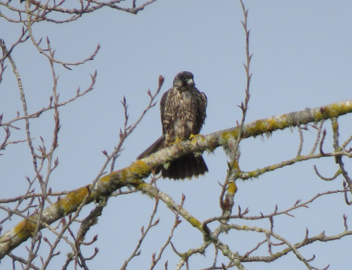 Peregrine Falcon - ML282272021