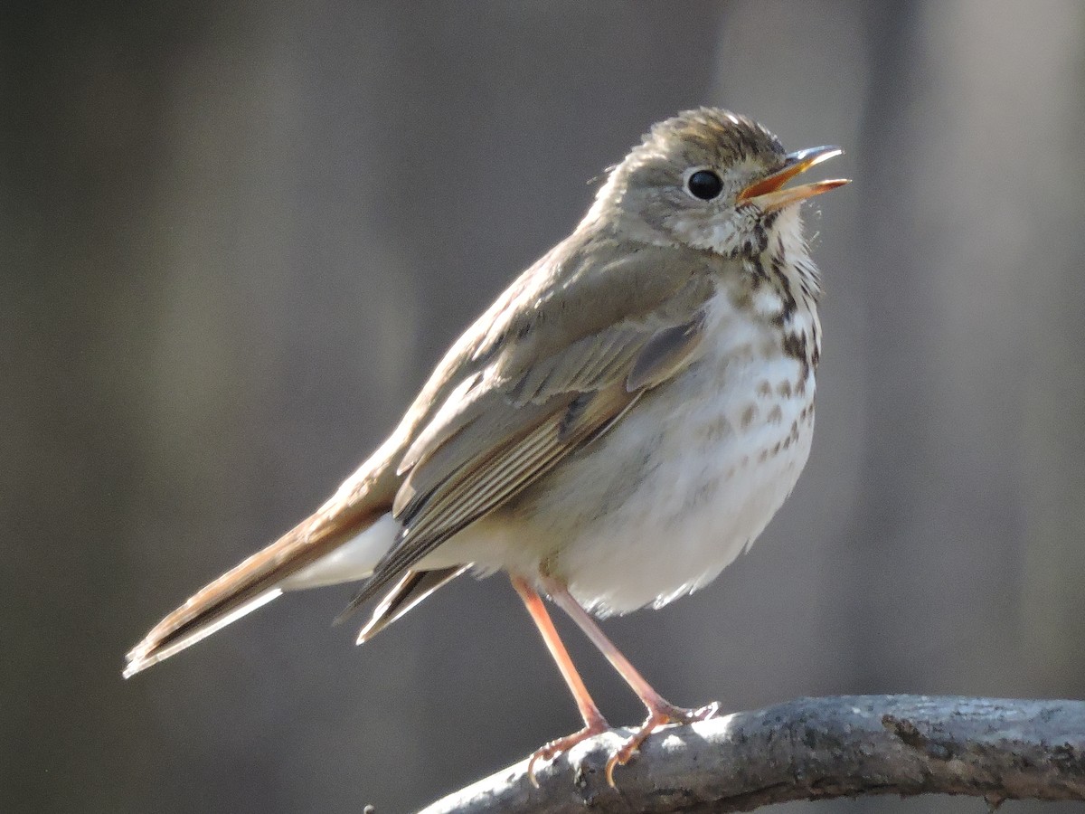 Hermit Thrush - Lisa Spangenberg