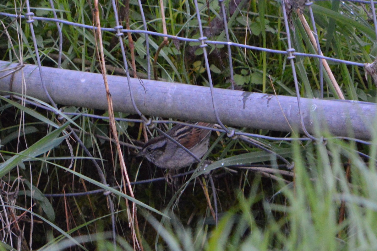 Swamp Sparrow - Jared Church