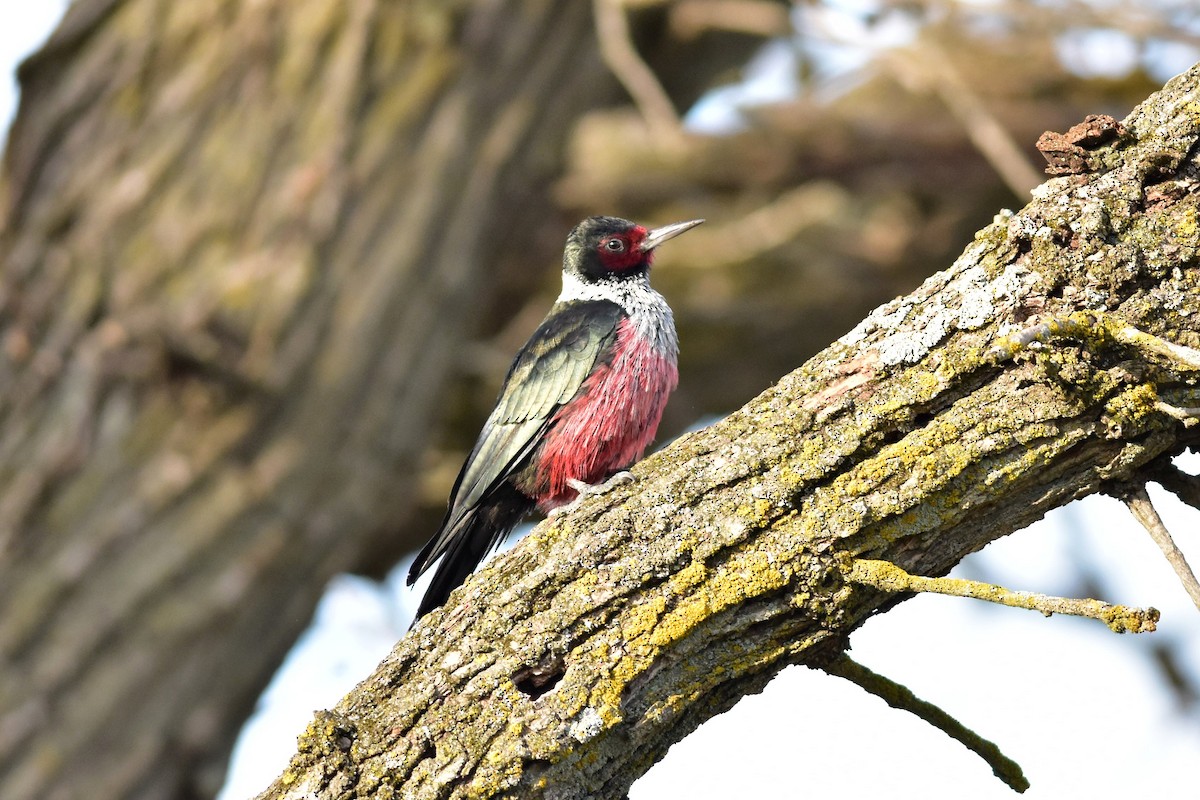 Lewis's Woodpecker - ML282274101