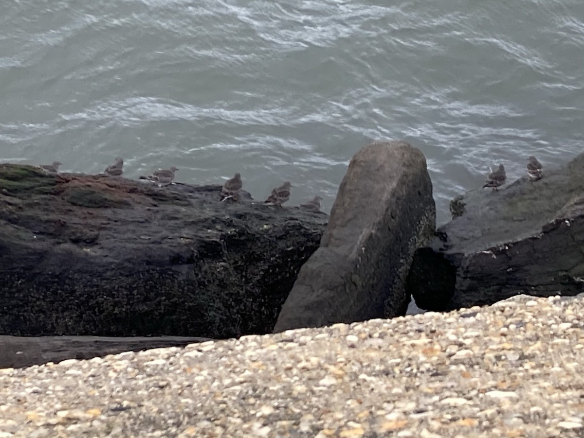 Purple Sandpiper - ML282275981