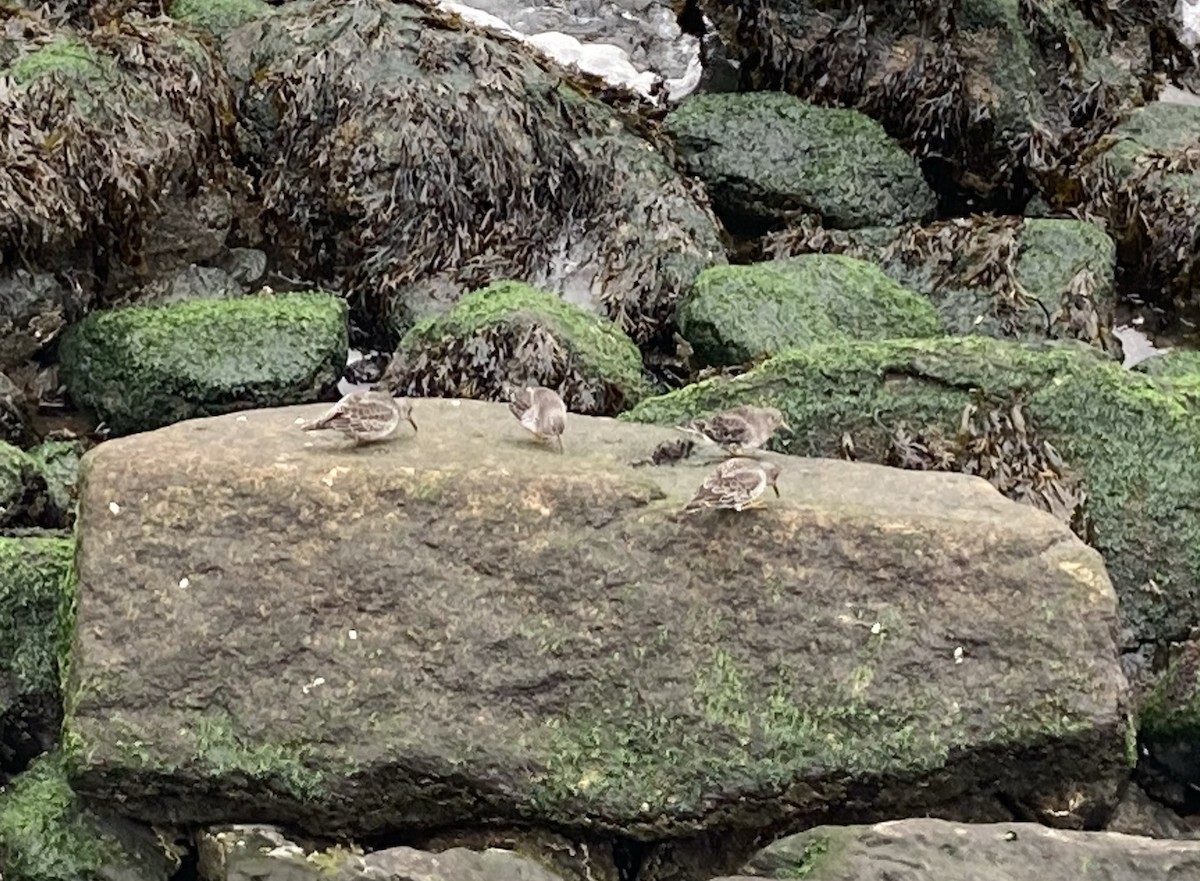 Purple Sandpiper - ML282276001