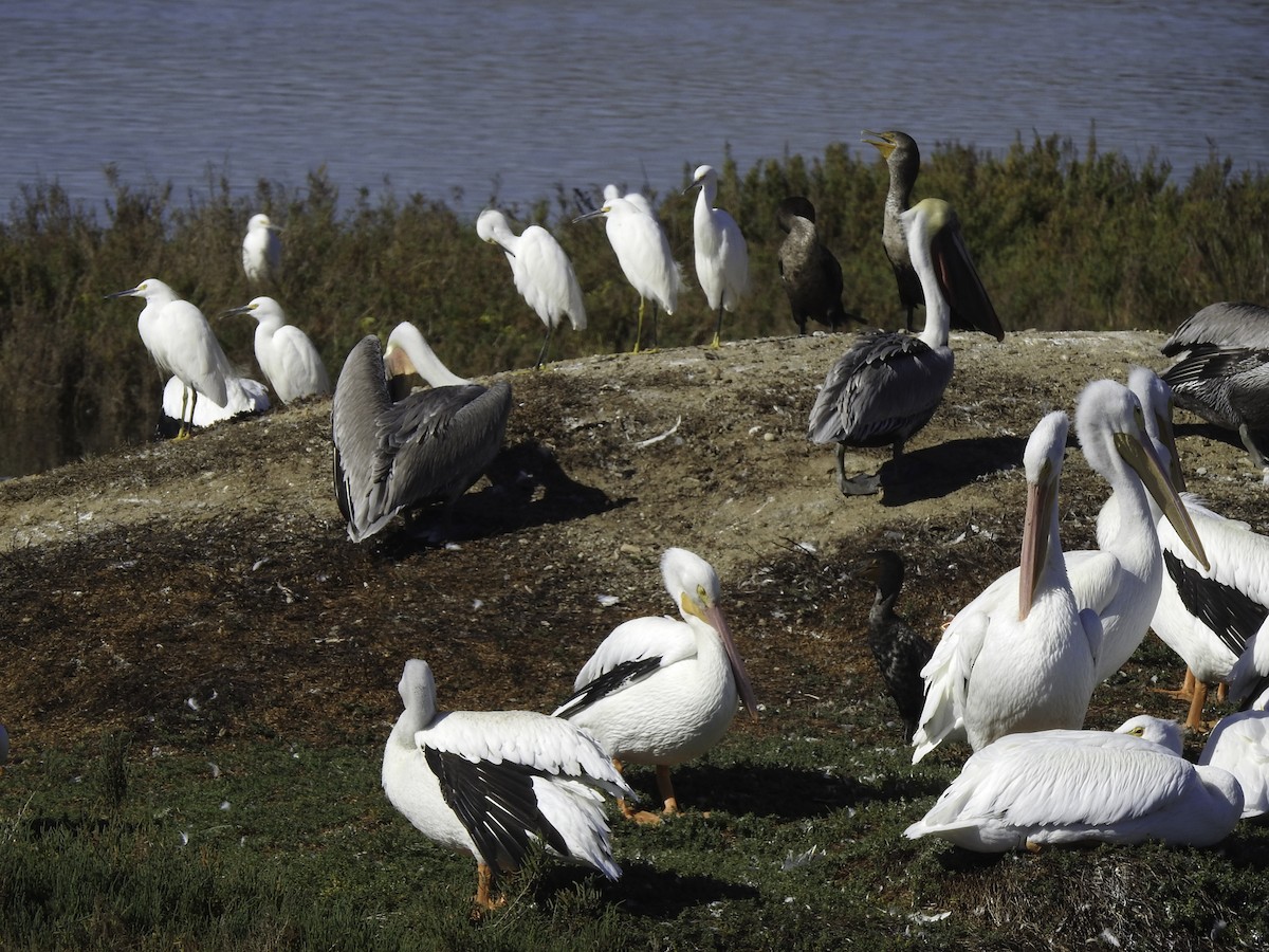 Brown Pelican - ML282277061