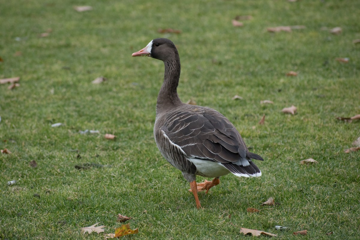 Greater White-fronted Goose - Paul Prappas