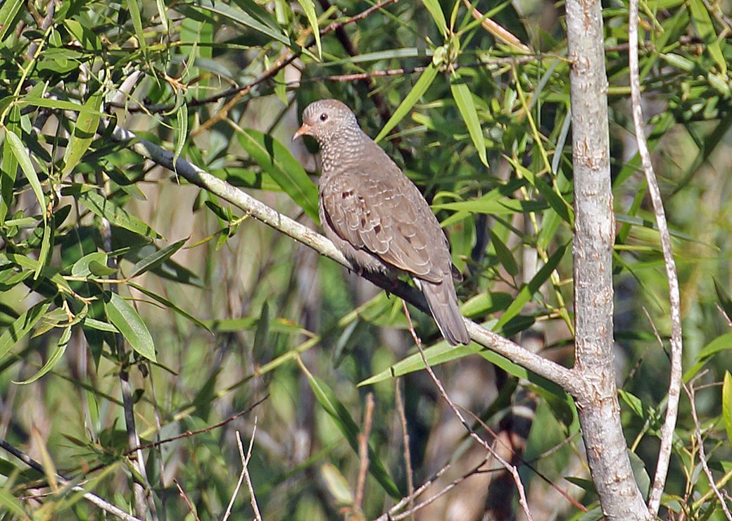 Common Ground Dove - Pat Mulligan