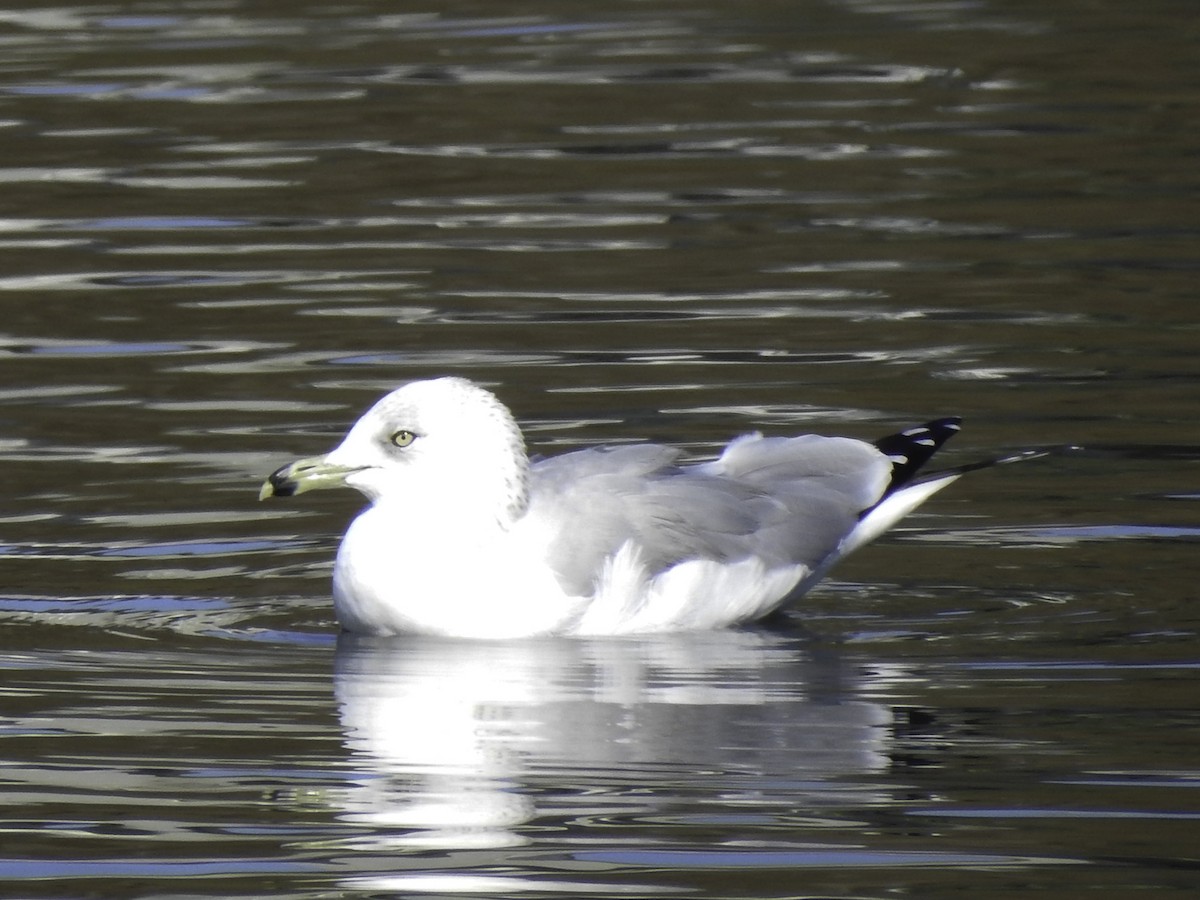 Ring-billed Gull - ML282277831