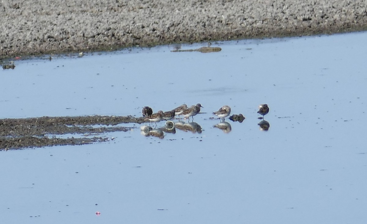 Western Sandpiper - ML282278021