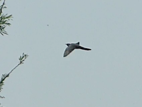 Common Cuckoo - ML28227831