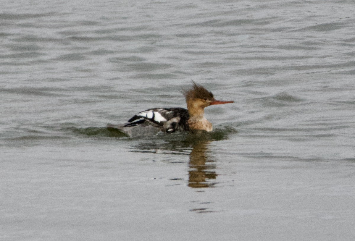 Red-breasted Merganser - ML282278791