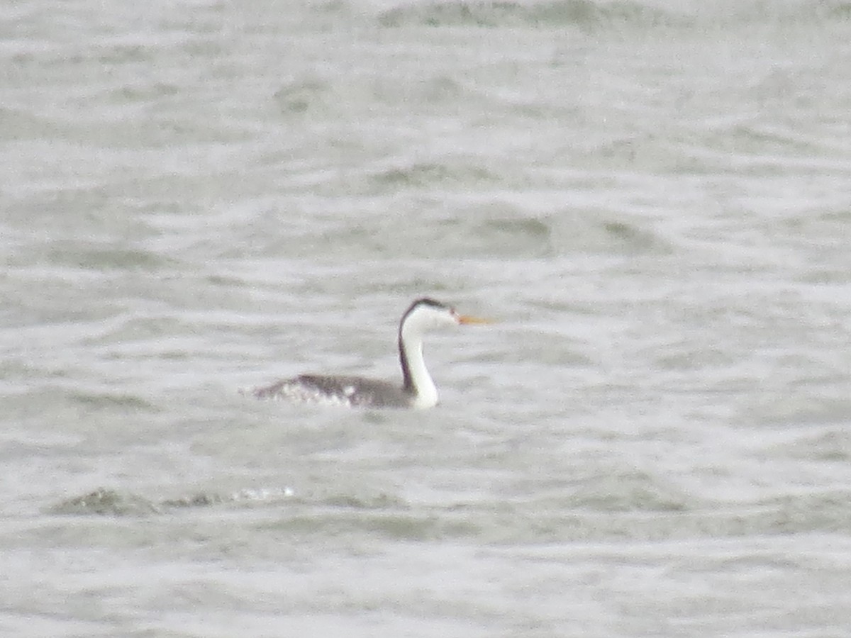 Clark's Grebe - ML282278841