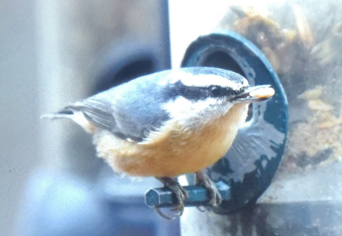Red-breasted Nuthatch - ML282278931