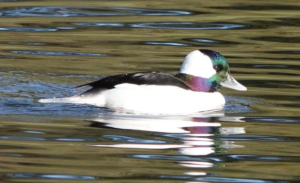 Bufflehead - ML282279331