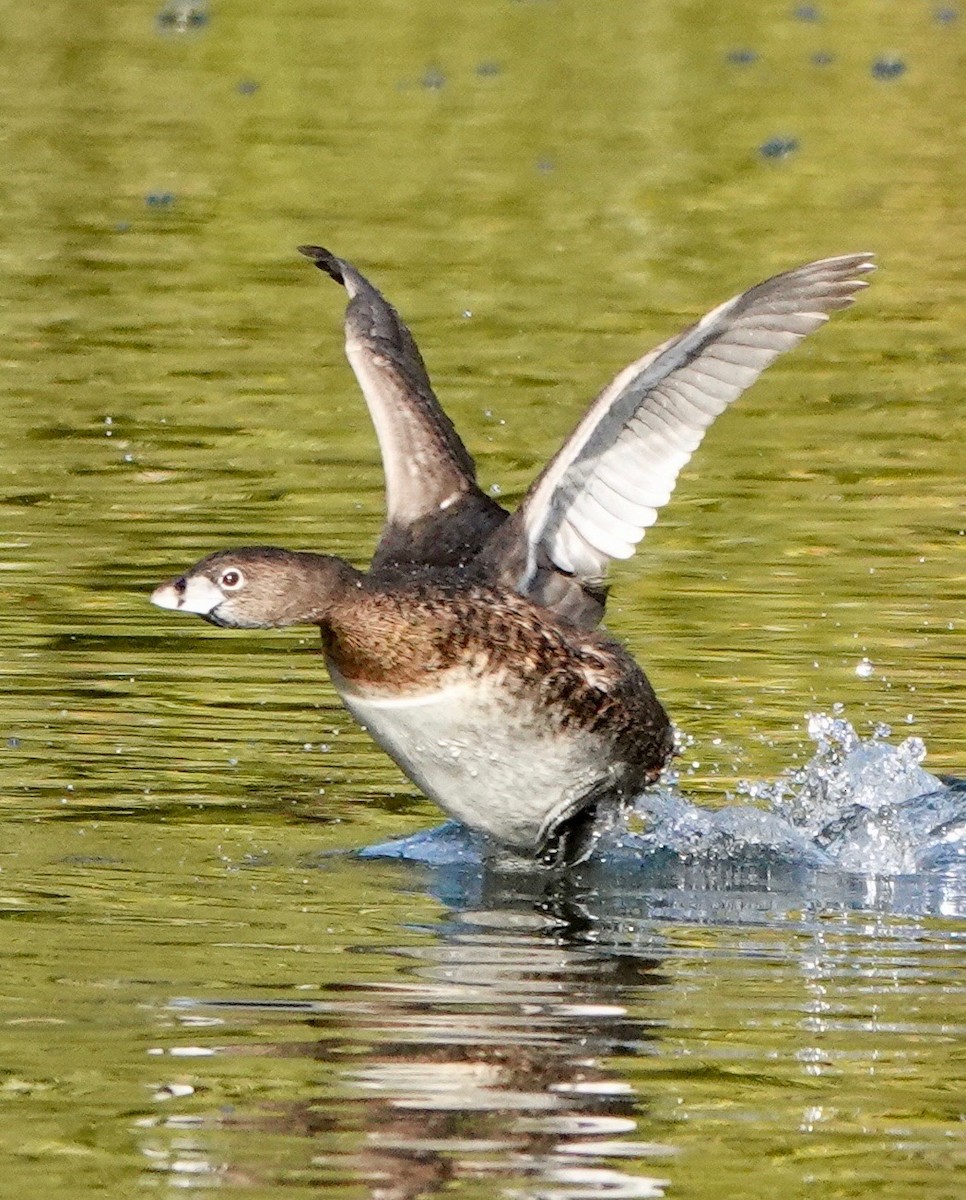 Pied-billed Grebe - ML282279521