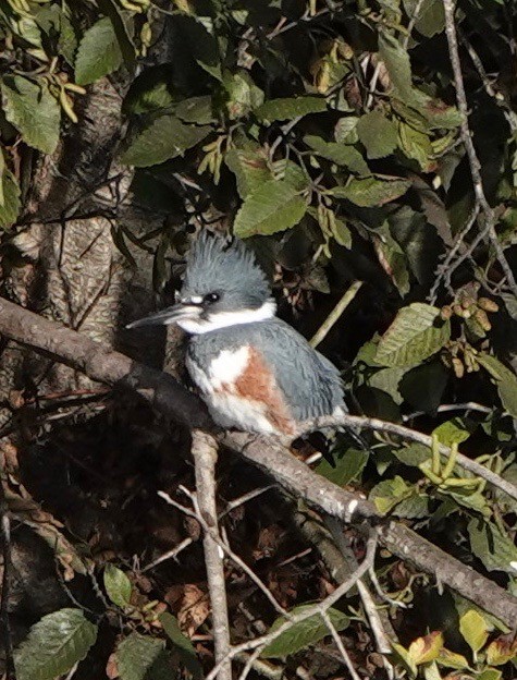 Belted Kingfisher - ML282279861