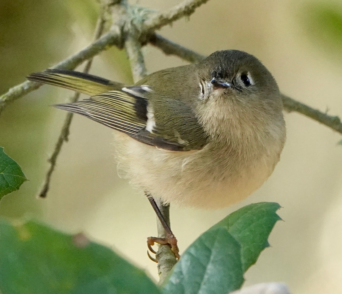 Ruby-crowned Kinglet - ML282279971