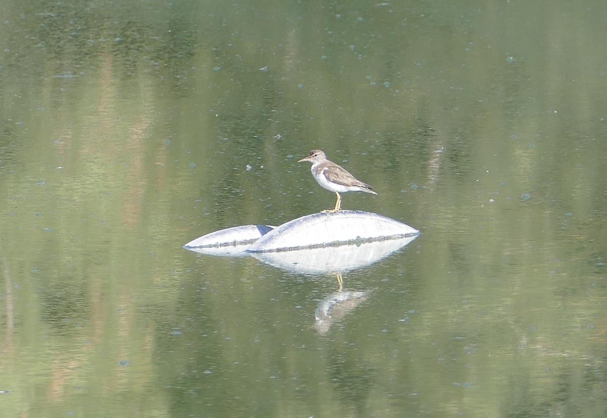 Spotted Sandpiper - Nancy Houlihan