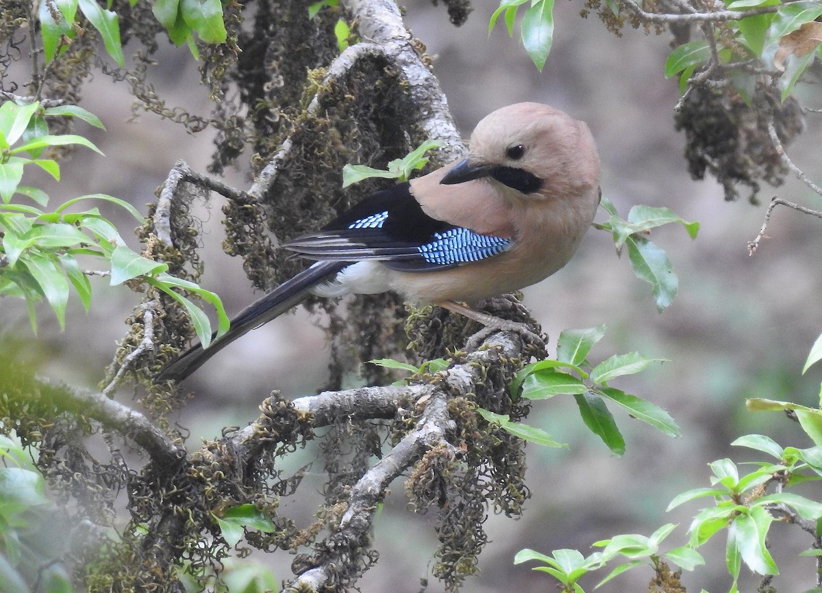 Eurasian Jay - Sahana M