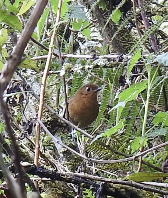 Puno Antpitta - ML282282491