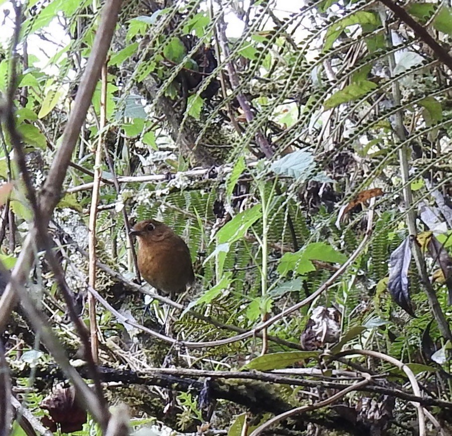 Puno Antpitta - ML282282561