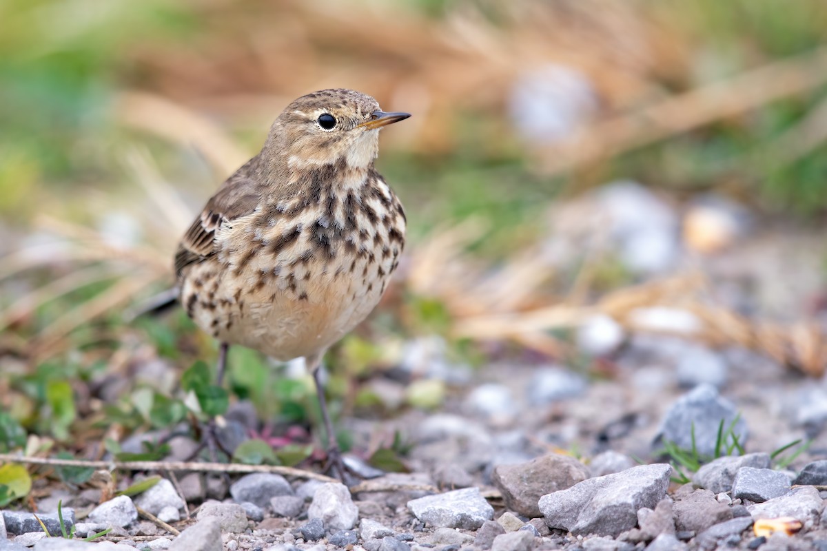 American Pipit - ML282285041