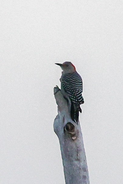 Red-bellied Woodpecker - Steve McInnis