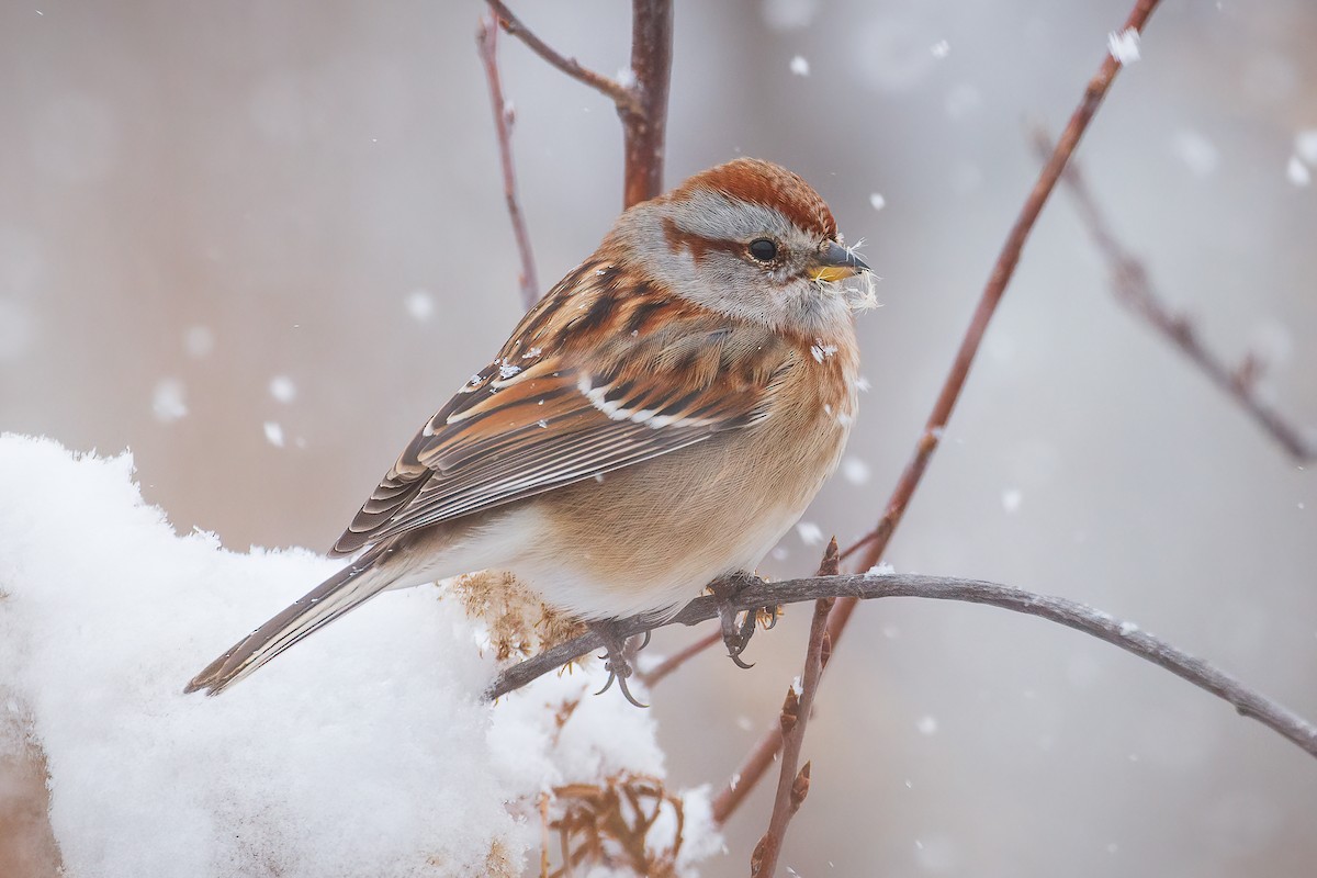 American Tree Sparrow - Shey S