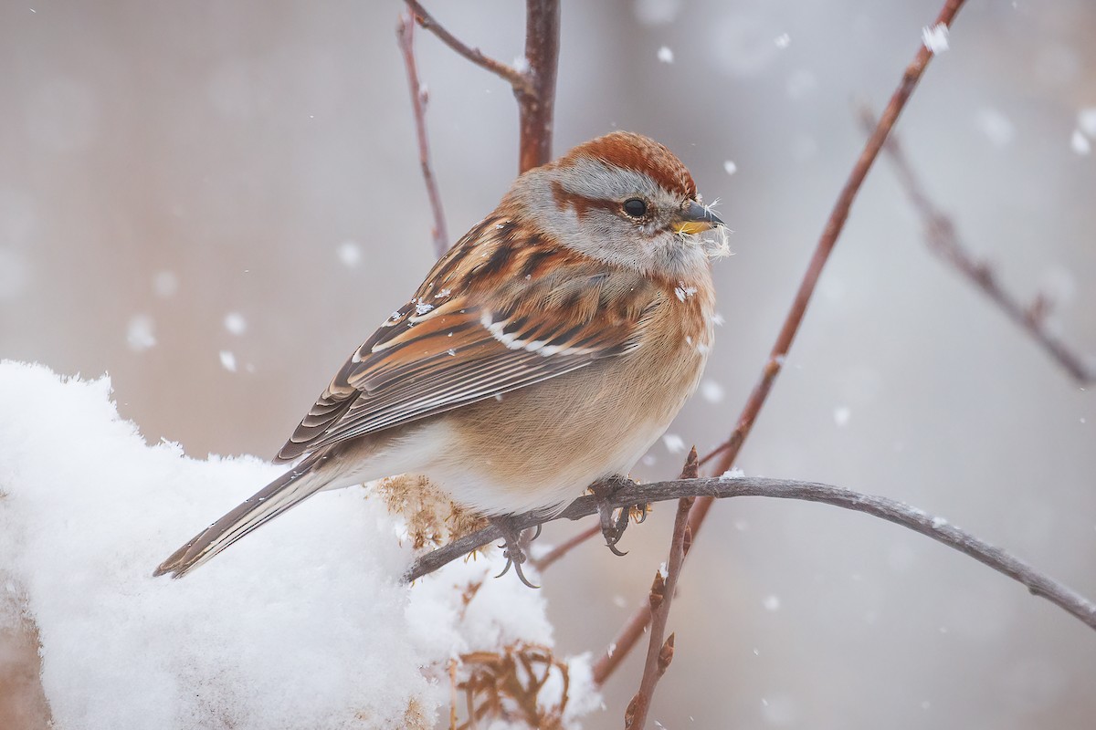 American Tree Sparrow - ML282288971