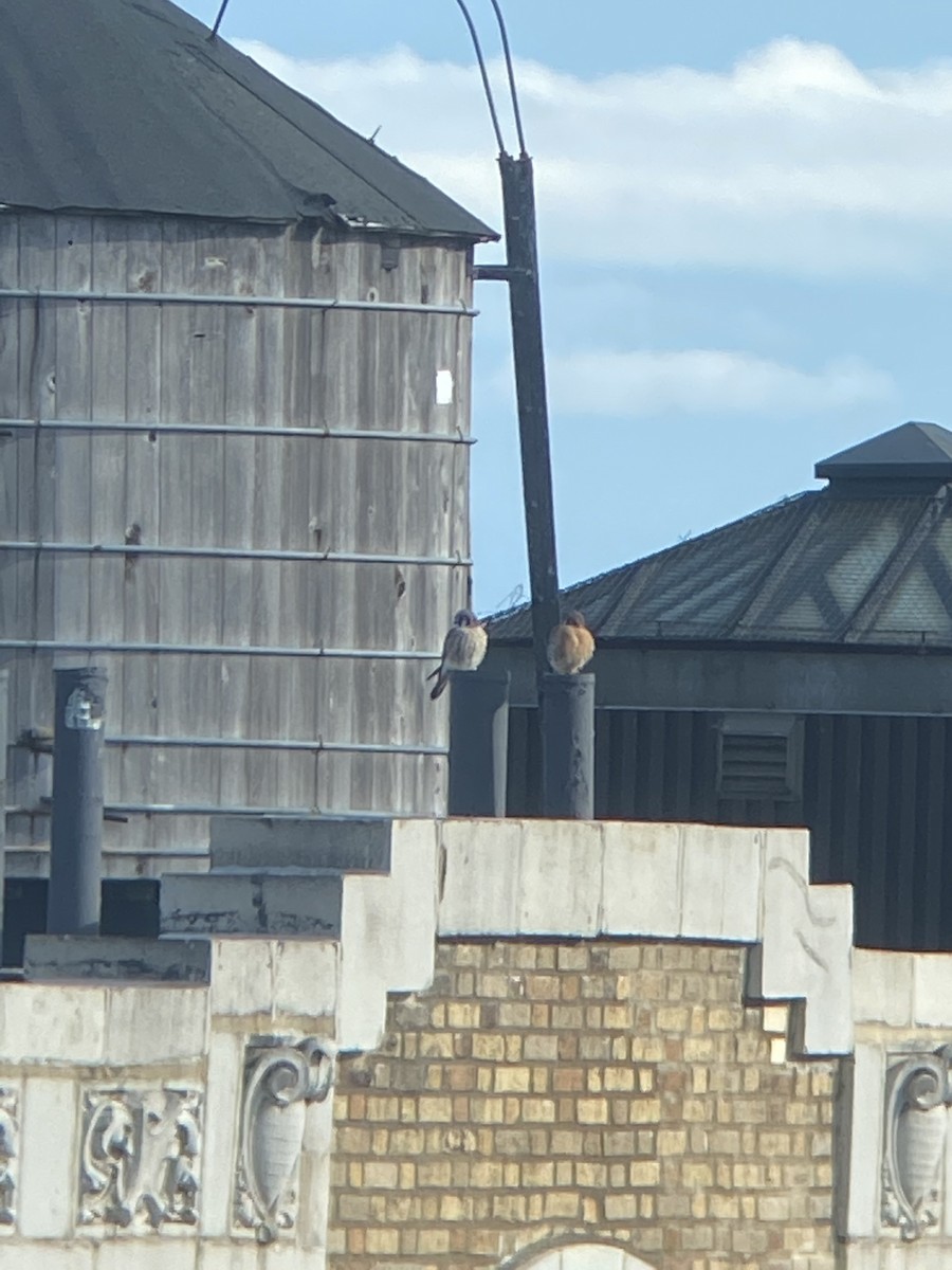 American Kestrel - ML282289751