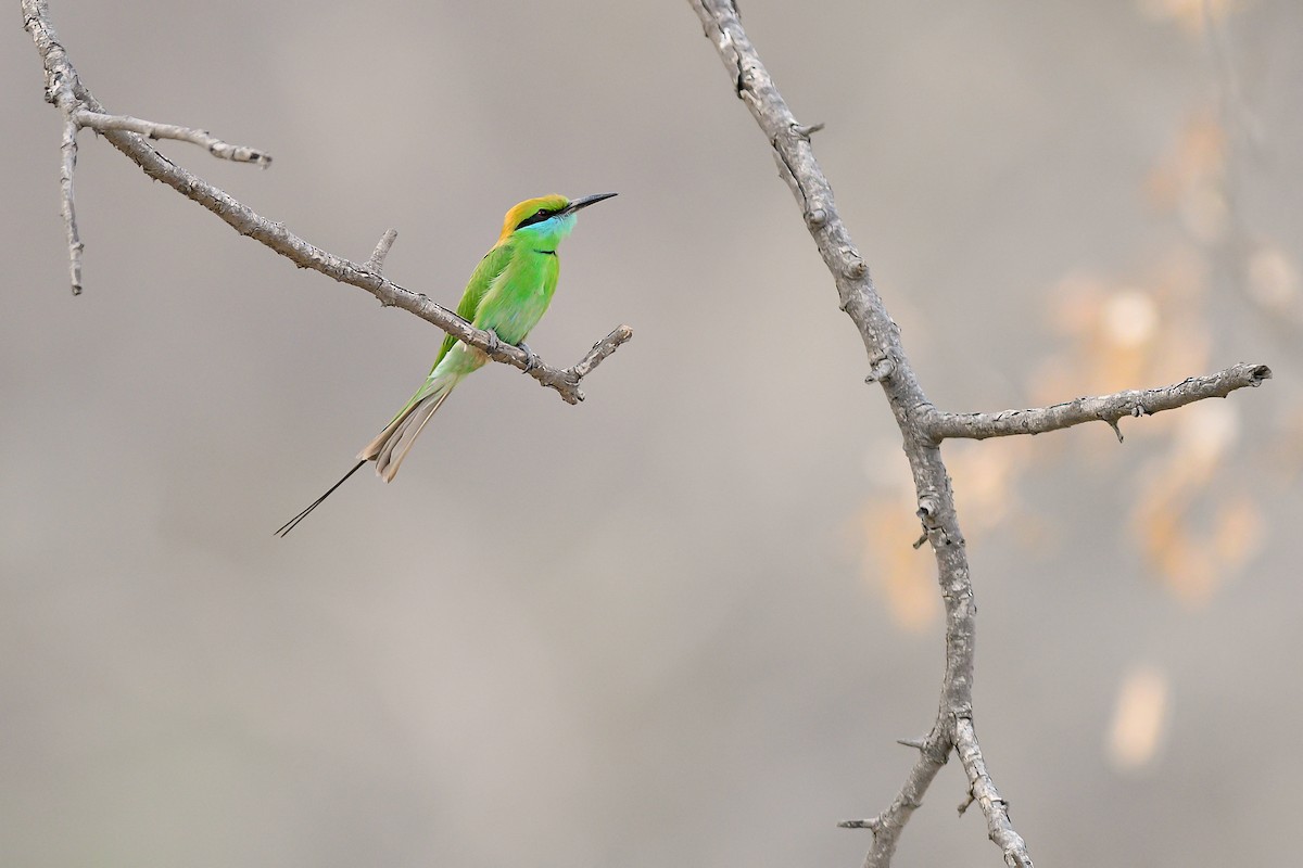 Asian Green Bee-eater - ML282290321