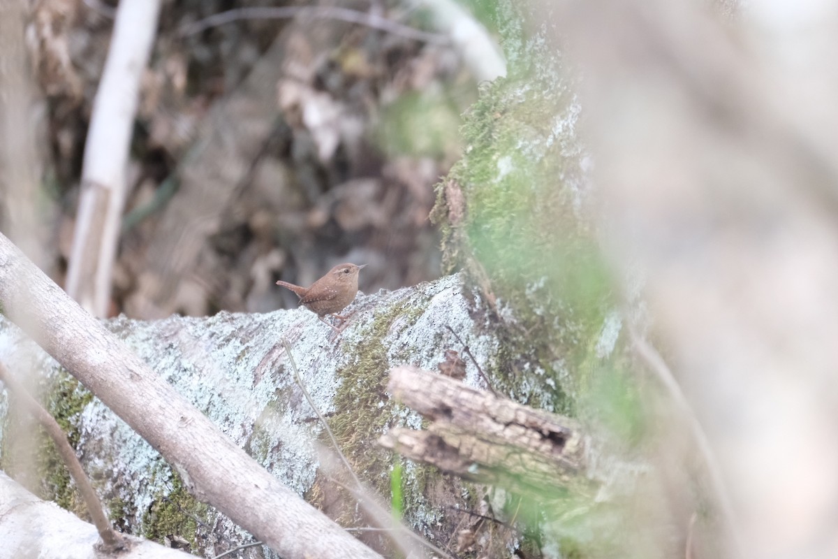 Winter Wren - ML282291371