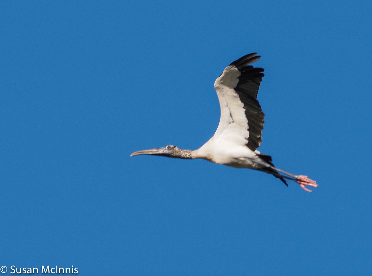 Wood Stork - Susan Mac