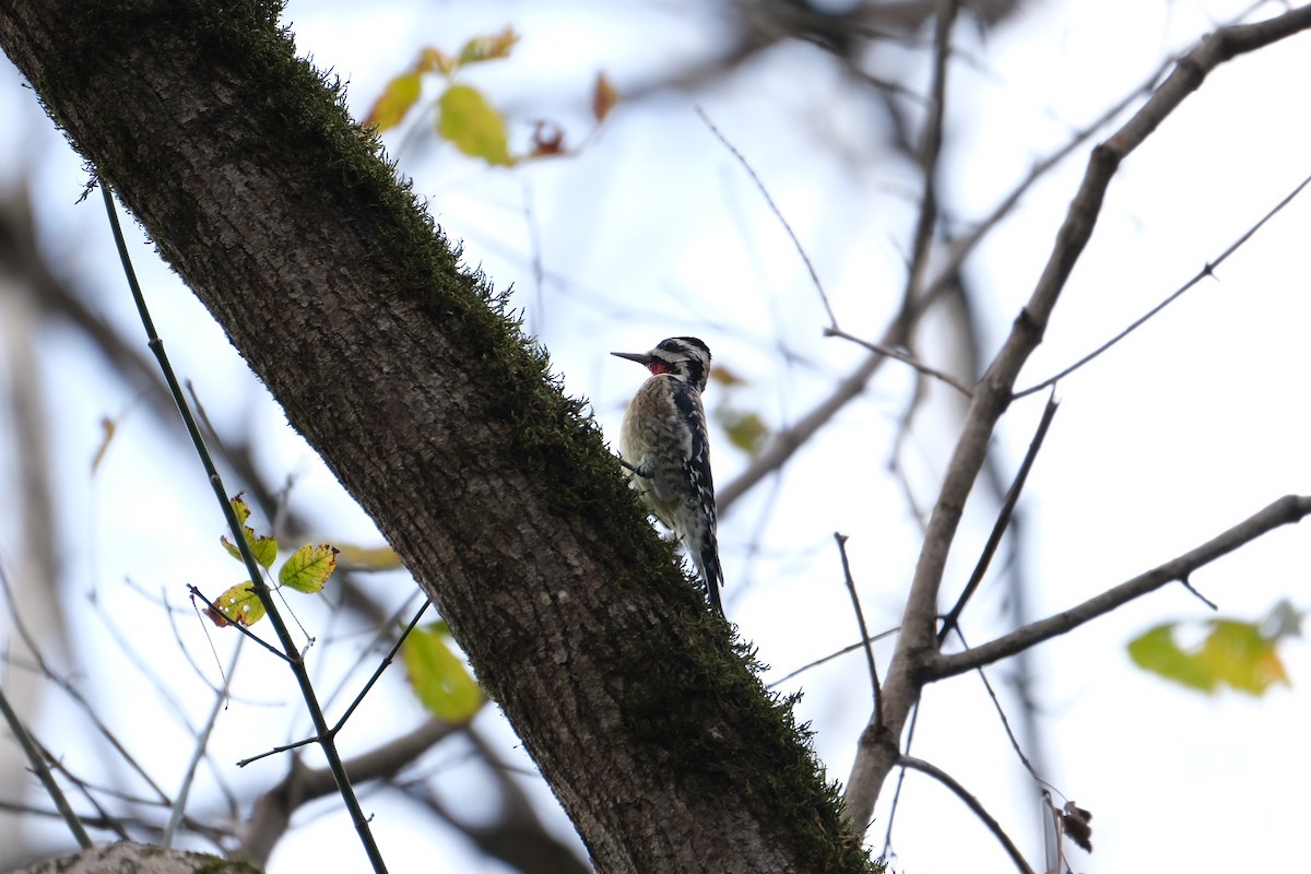 Yellow-bellied Sapsucker - ML282291561