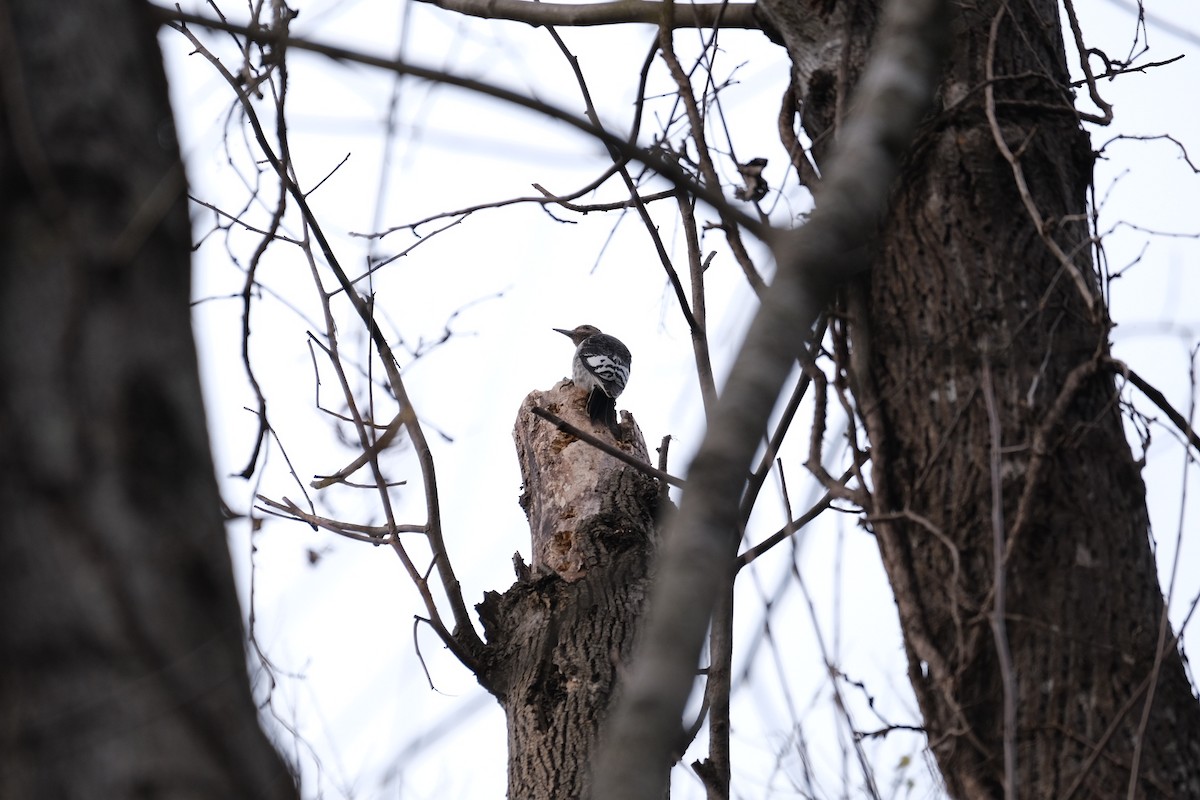 Red-headed Woodpecker - ML282291701