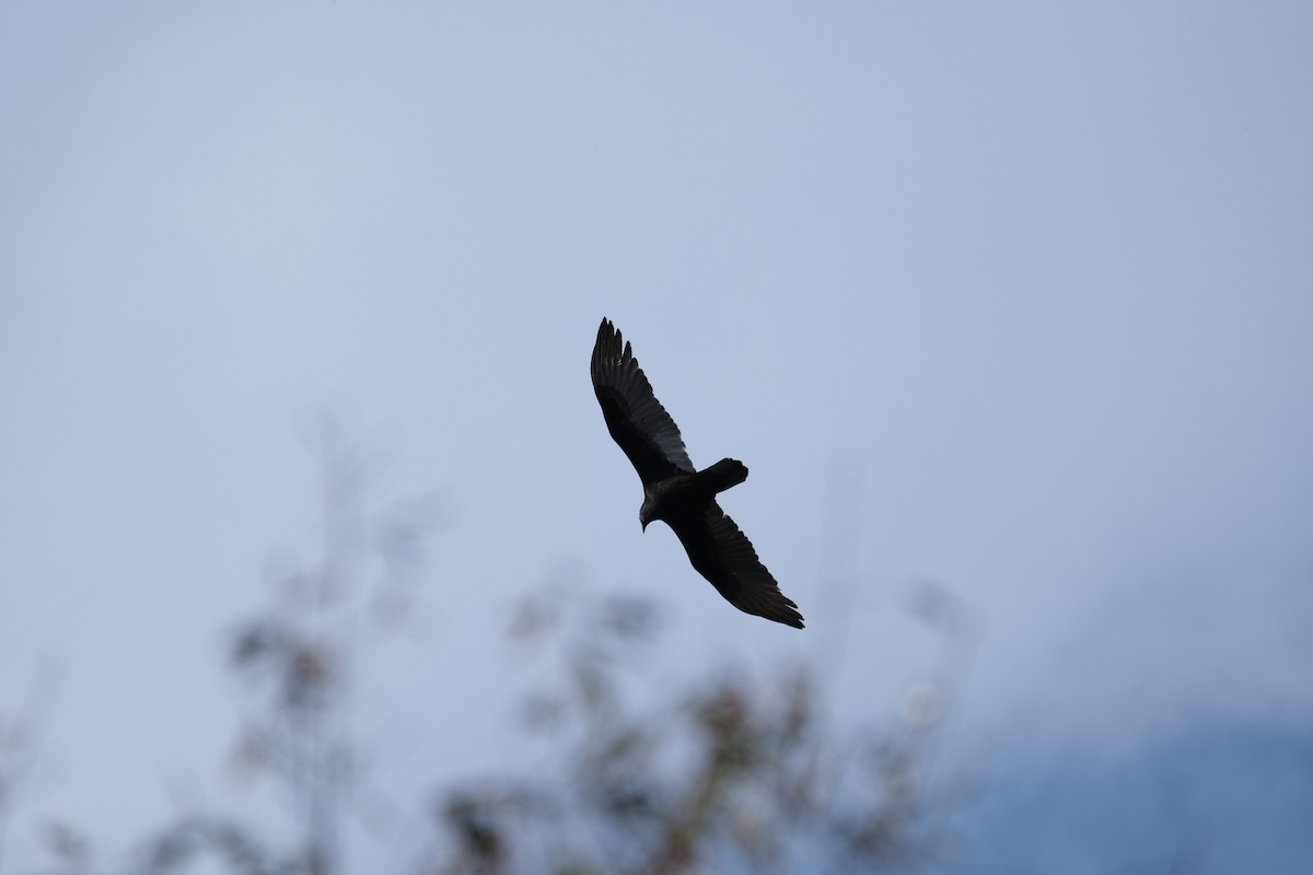 Turkey Vulture - ML282291801