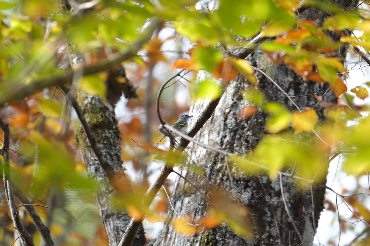Blue-headed Vireo - ML282291951