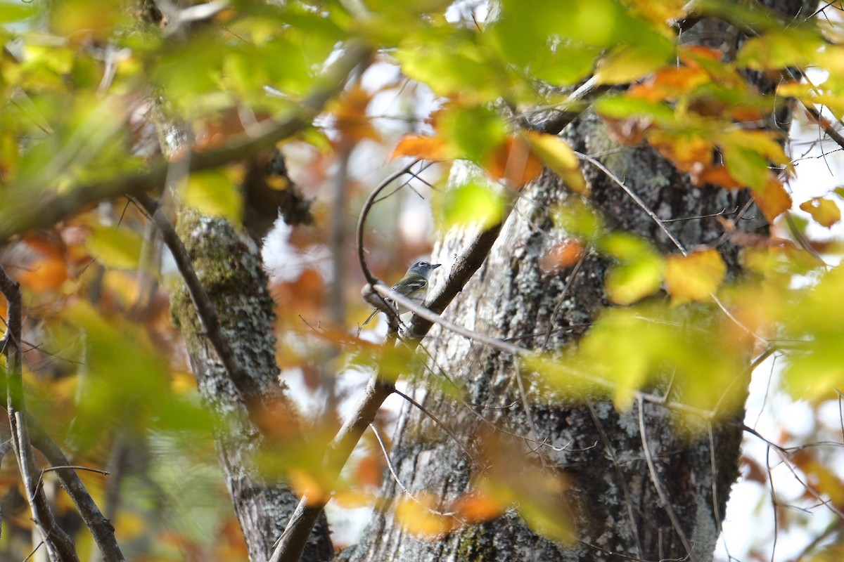 Blue-headed Vireo - ML282291951