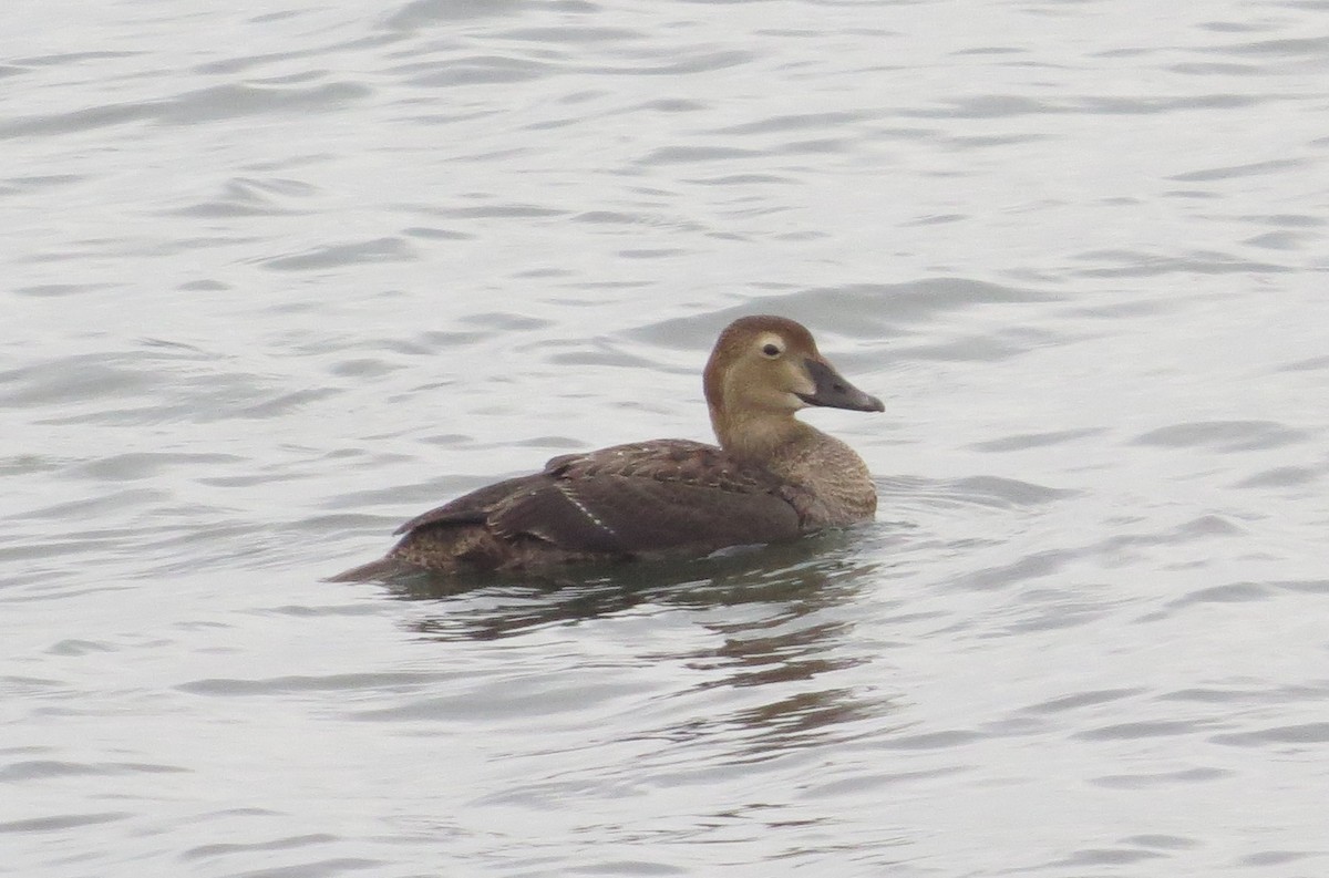 King Eider - ML282291961