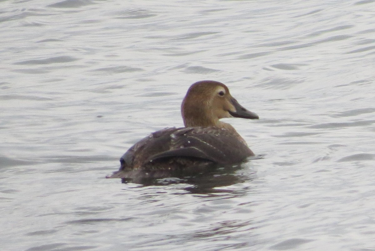 King Eider - ML282291991