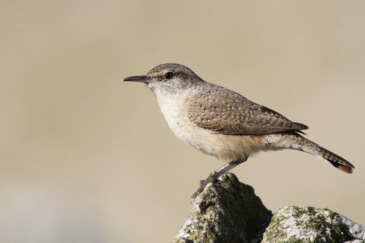 Rock Wren - Evan Lipton