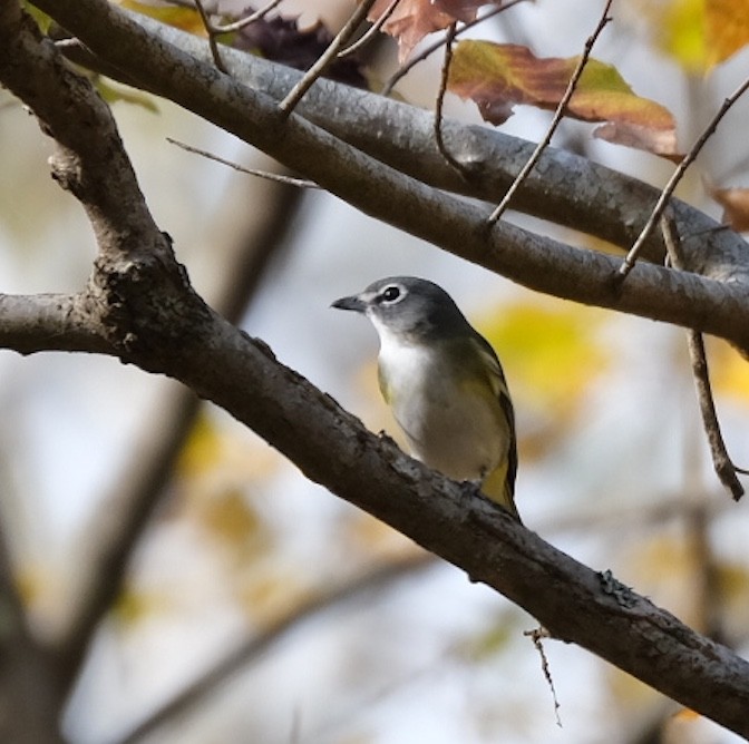 Blue-headed Vireo - ML282292231