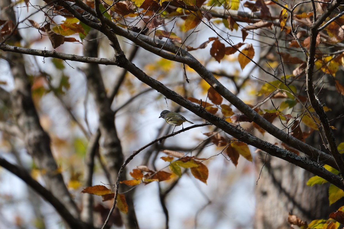 Blue-headed Vireo - ML282292421